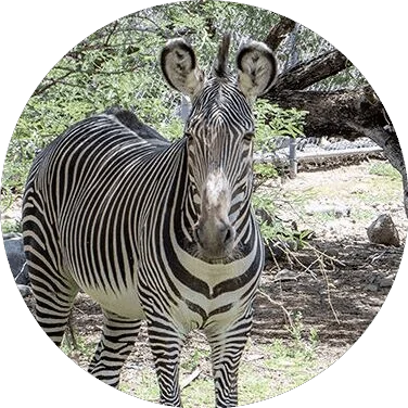 Zebra