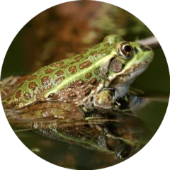 Frog