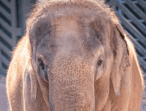 Asian Elephant Phoenix Zoo