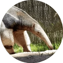 anteater