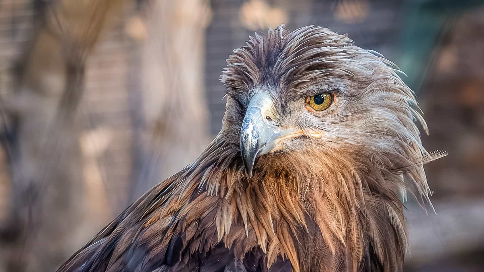 Golden Eagle Phoenix Zoo