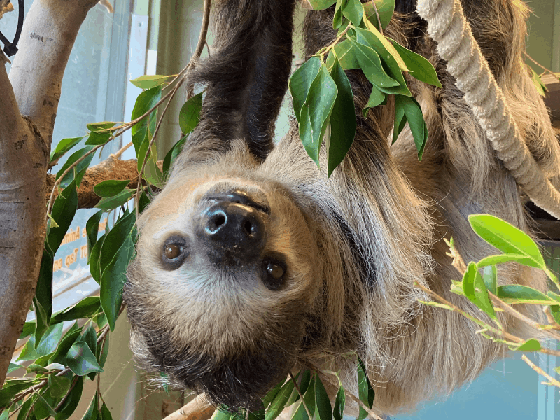 Adult Programs Phoenix Zoo