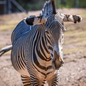 Zebra