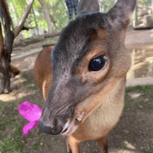 Pygmy brocket