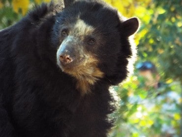 Saying Goodbye to Rio - Phoenix Zoo