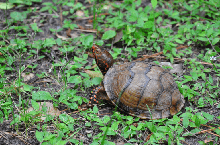 Three-Toed Box Turtle - Phoenix Zoo