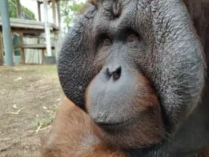 Orangutans