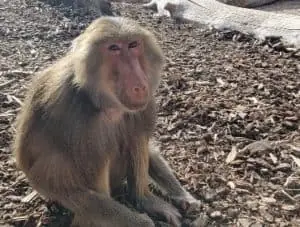 Clarabelle Baboon