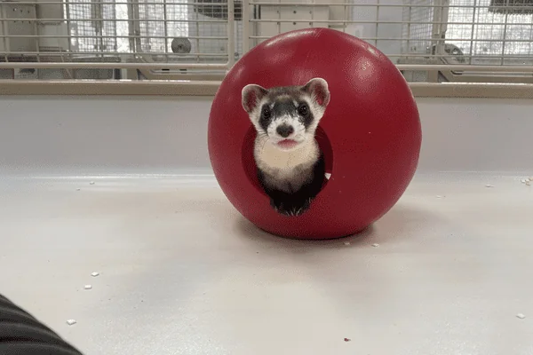 Ferret in Ferret Ball