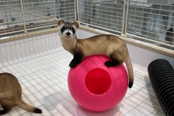 Ferret on Ferret Ball