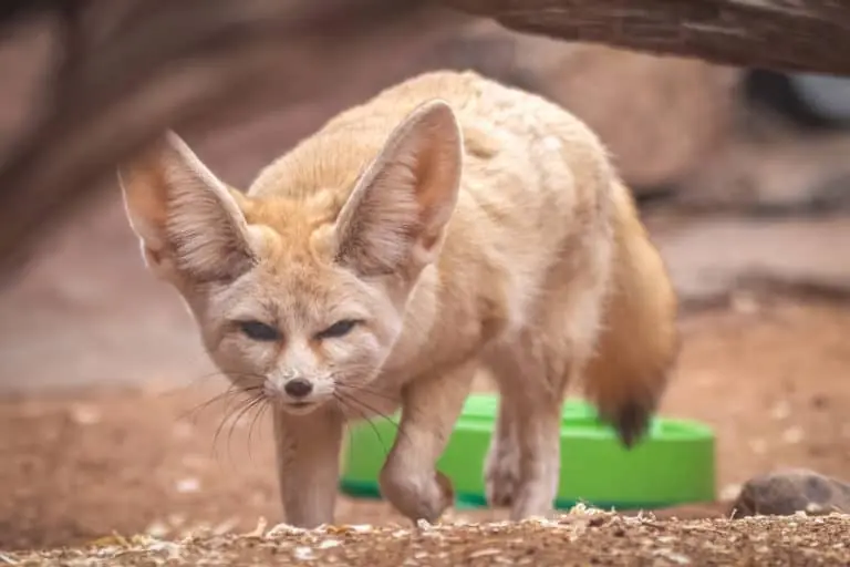 Fennec Fox