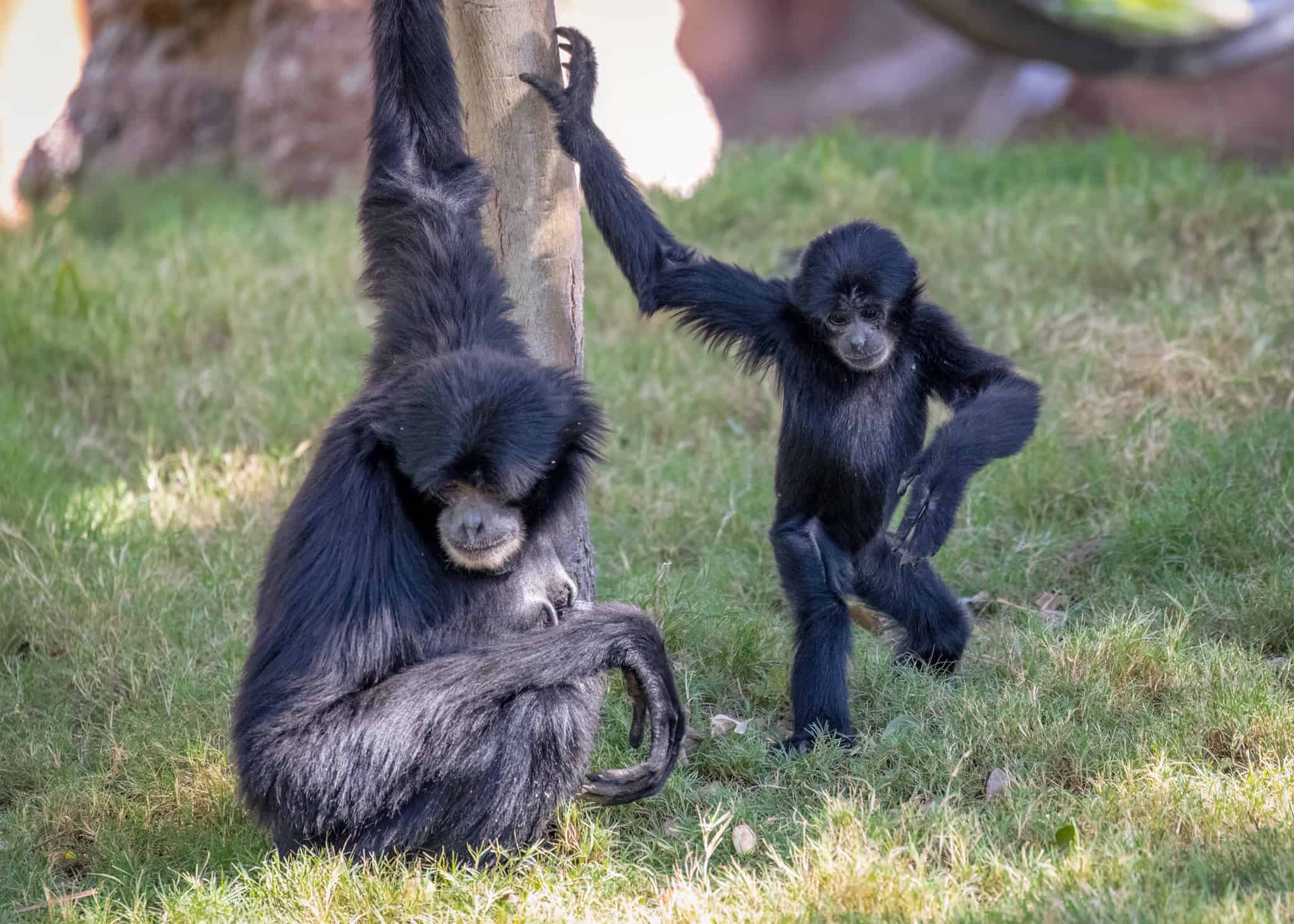 Siamang - Phoenix Zoo