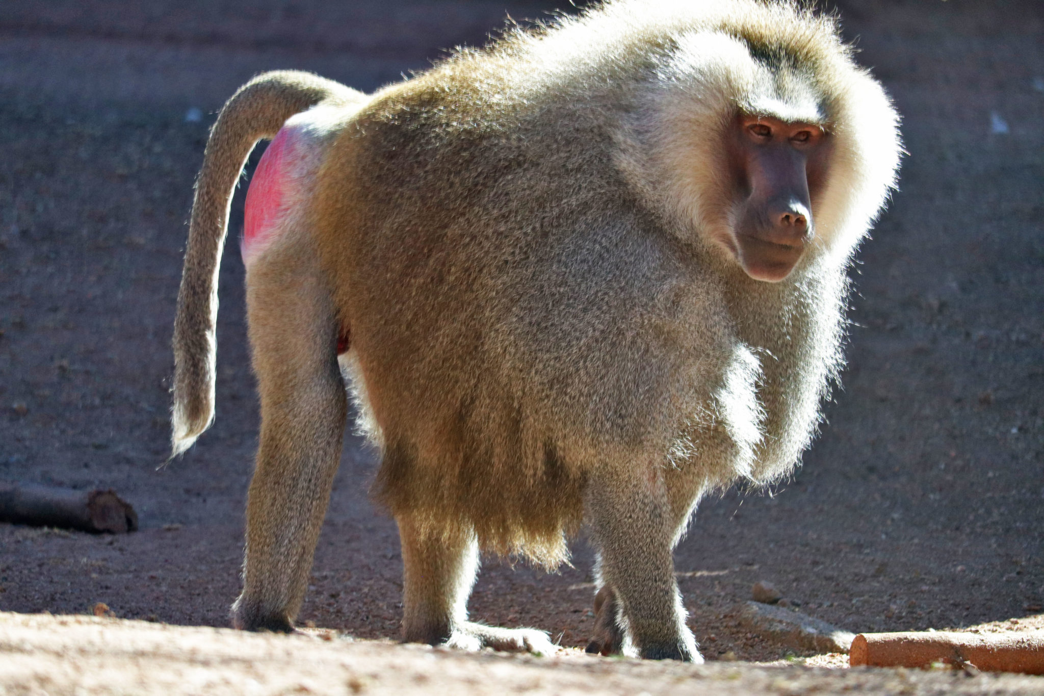 Hamadryas Baboon - Phoenix Zoo