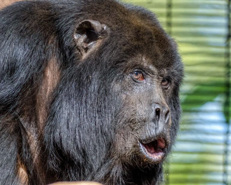 Black Howler Monkey - Phoenix Zoo