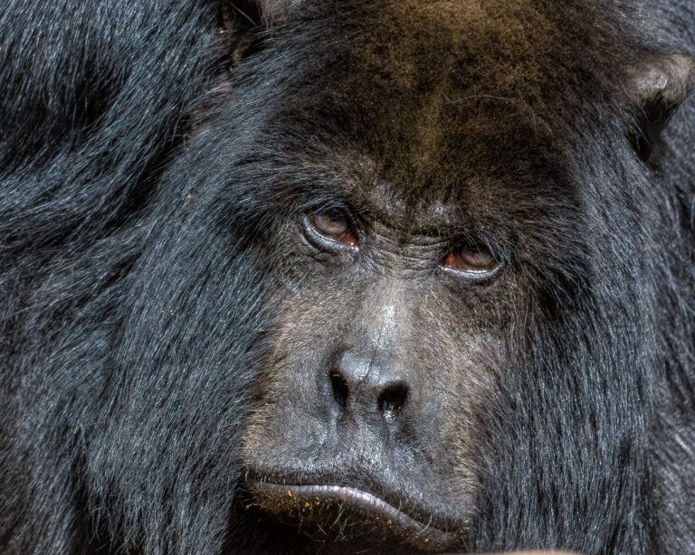 Black Howler Monkey - Phoenix Zoo