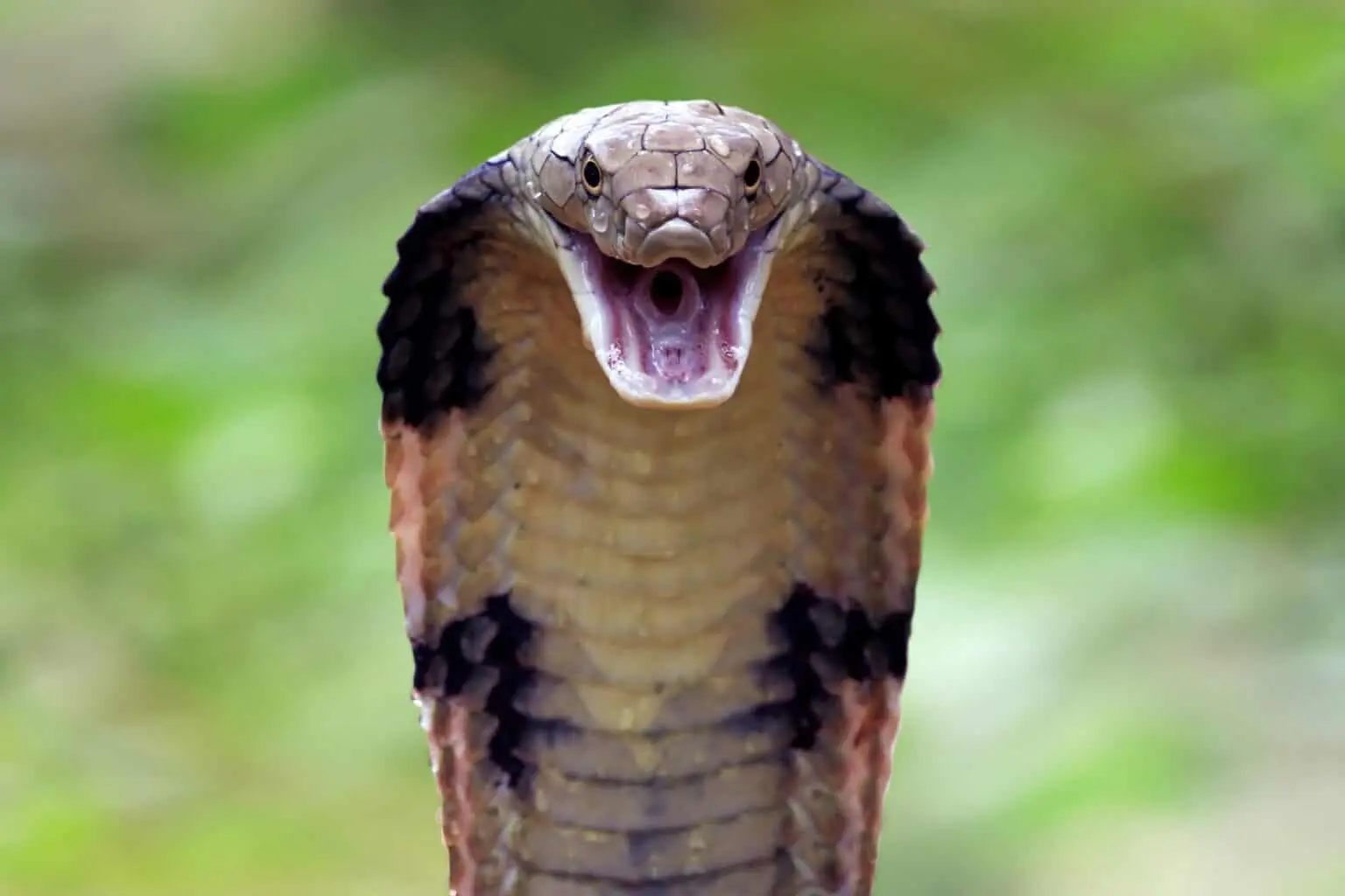 King Cobra - Phoenix Zoo