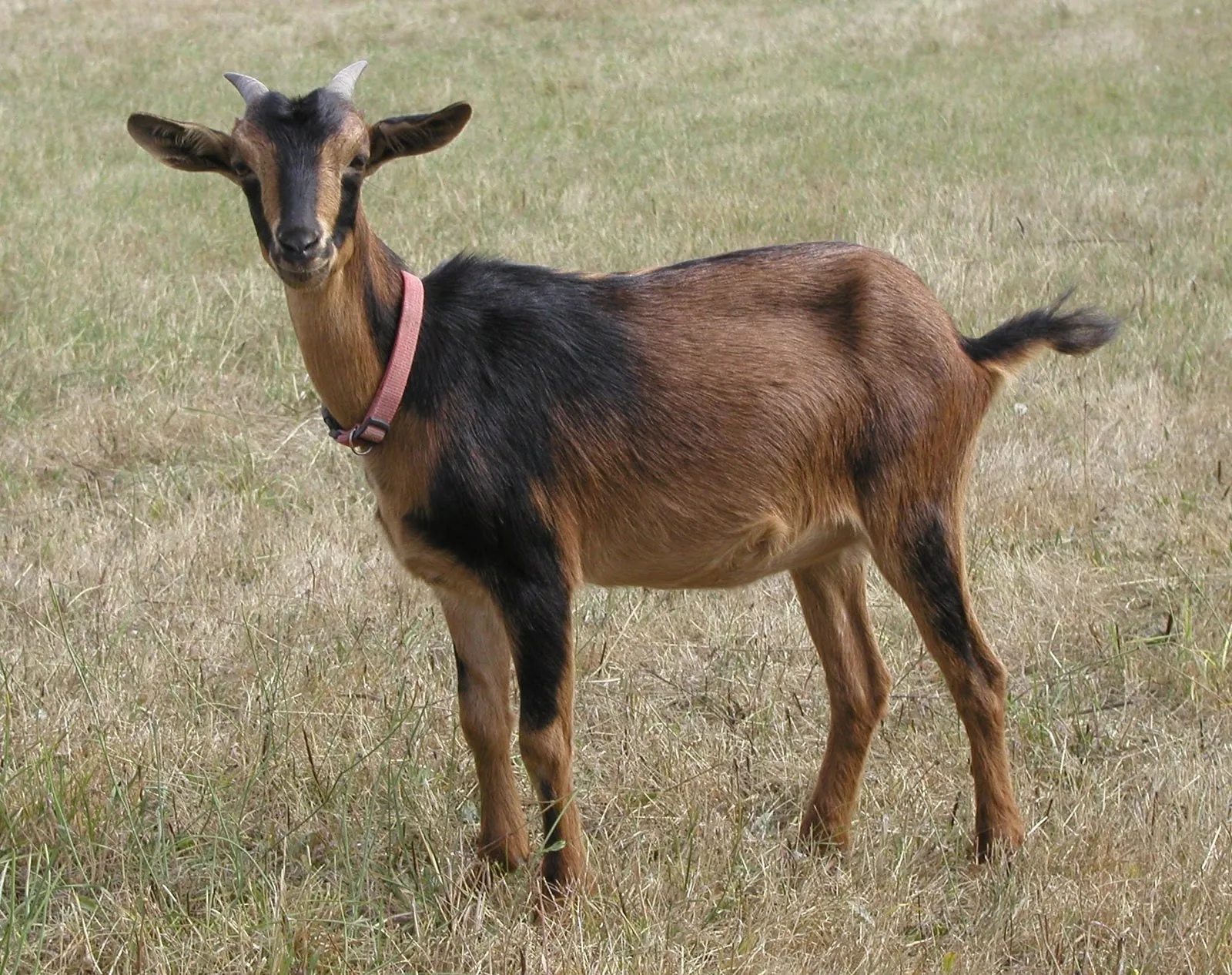 San Clemente Island Goat - Phoenix Zoo