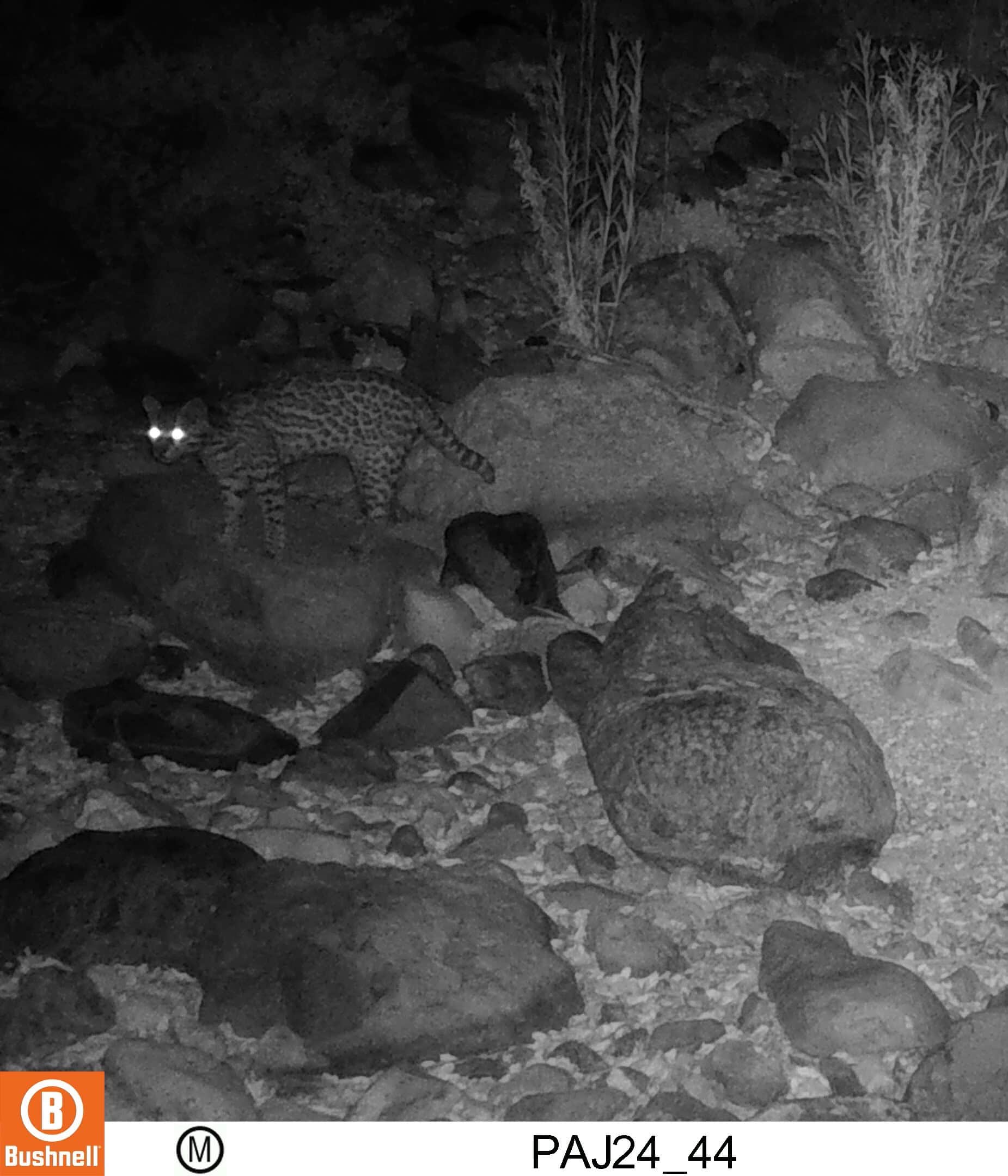 PHXZOO_OcelotTrailCam - frame at 0m4s2